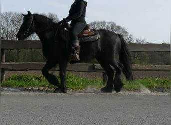 Tinker, Stute, 4 Jahre, 138 cm, Rappe