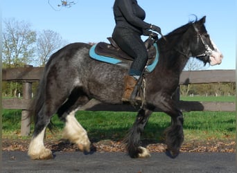 Tinker, Stute, 4 Jahre, 138 cm, Rappe
