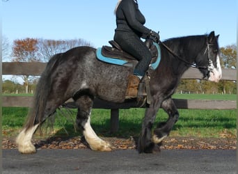 Tinker, Stute, 4 Jahre, 138 cm, Rappe