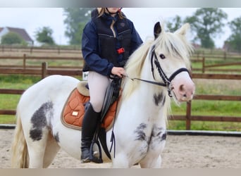 Tinker, Stute, 4 Jahre, 138 cm, Roan-Blue