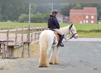 Tinker, Stute, 4 Jahre, 138 cm, Roan-Blue