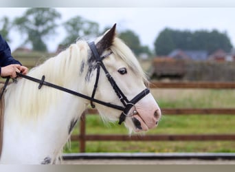 Tinker, Stute, 4 Jahre, 138 cm, Roan-Blue