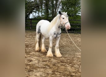 Tinker, Stute, 4 Jahre, 138 cm, Roan-Blue