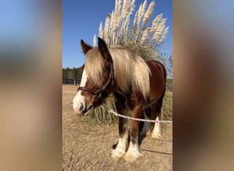 Tinker, Stute, 4 Jahre, 140 cm, Dunkelfuchs