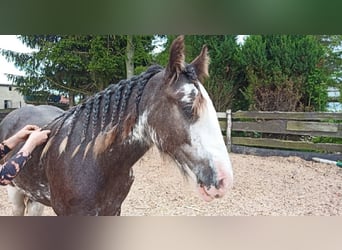 Tinker, Stute, 4 Jahre, 140 cm, Tobiano-alle-Farben