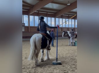 Tinker, Stute, 4 Jahre, 143 cm, Schecke