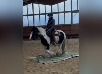 Tinker, Stute, 4 Jahre, 143 cm, Schecke