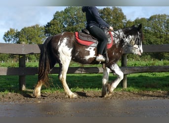 Tinker, Stute, 4 Jahre, 144 cm, Schecke