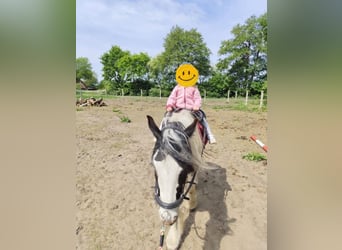 Tinker, Stute, 4 Jahre, 144 cm, White