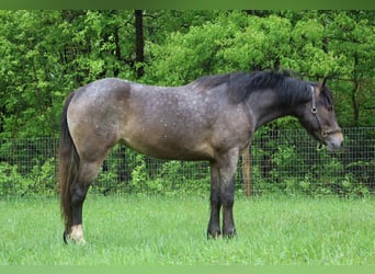 Tinker, Stute, 4 Jahre, 145 cm, Rotbrauner