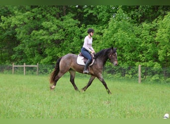 Tinker, Stute, 4 Jahre, 145 cm, Rotbrauner