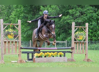 Tinker, Stute, 4 Jahre, 145 cm, Rotbrauner
