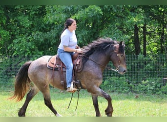 Tinker, Stute, 4 Jahre, 145 cm, Rotbrauner