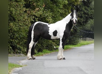 Tinker, Stute, 4 Jahre, 145 cm, Schecke