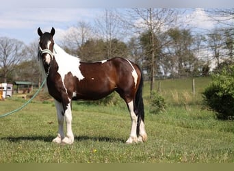 Tinker, Stute, 4 Jahre, 145 cm, Tobiano-alle-Farben