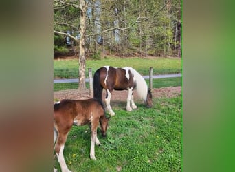 Tinker, Stute, 4 Jahre, 145 cm, Tobiano-alle-Farben