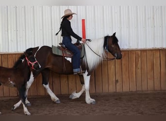 Tinker, Stute, 4 Jahre, 145 cm, Tobiano-alle-Farben