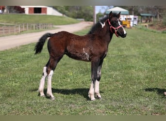 Tinker, Stute, 4 Jahre, 145 cm, Tobiano-alle-Farben