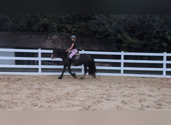 Tinker, Stute, 4 Jahre, 146 cm, Dunkelbrauner