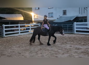 Tinker, Stute, 4 Jahre, 146 cm, Dunkelbrauner