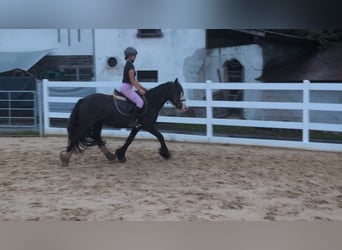 Tinker, Stute, 4 Jahre, 146 cm, Dunkelbrauner