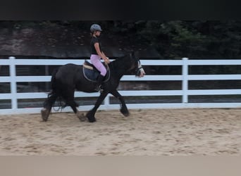 Tinker, Stute, 4 Jahre, 146 cm, Dunkelbrauner