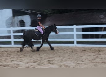 Tinker, Stute, 4 Jahre, 146 cm, Dunkelbrauner
