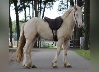 Tinker, Stute, 4 Jahre, 148 cm, Cremello