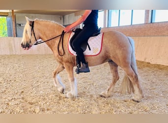 Tinker, Stute, 4 Jahre, 148 cm, Palomino