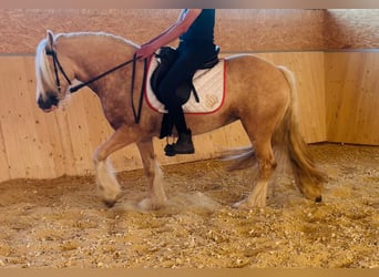 Tinker, Stute, 4 Jahre, 148 cm, Palomino