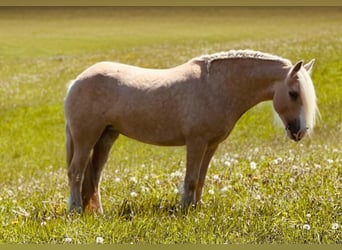 Tinker, Stute, 4 Jahre, 148 cm, Palomino