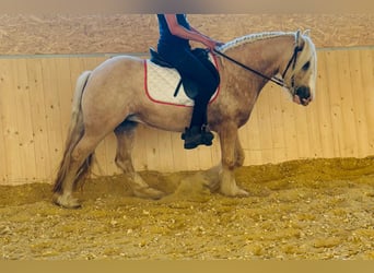 Tinker, Stute, 4 Jahre, 148 cm, Palomino