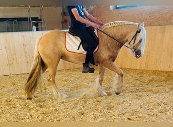 Tinker, Stute, 4 Jahre, 148 cm, Palomino