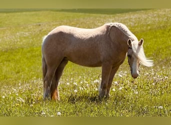 Tinker, Stute, 4 Jahre, 148 cm, Palomino