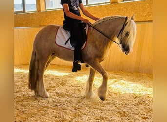 Tinker, Stute, 4 Jahre, 148 cm, Palomino