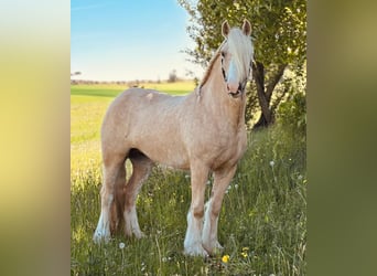 Tinker, Stute, 4 Jahre, 148 cm, Palomino