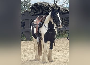 Tinker, Stute, 4 Jahre, 148 cm, Schecke