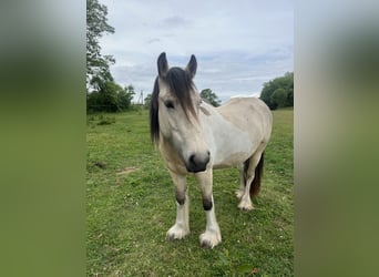 Tinker Mix, Stute, 4 Jahre, 150 cm, Buckskin