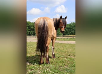 Tinker Mix, Stute, 4 Jahre, 150 cm, Falbe