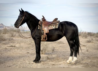 Tinker Mix, Stute, 4 Jahre, 150 cm, Rappe