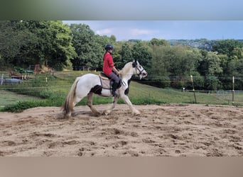 Tinker, Stute, 4 Jahre, 151 cm, Schecke