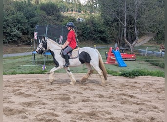 Tinker, Stute, 4 Jahre, 151 cm, Schecke