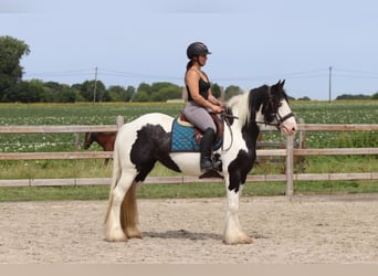 Tinker, Stute, 4 Jahre, 151 cm, Schecke