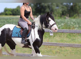 Tinker, Stute, 4 Jahre, 151 cm, Schecke