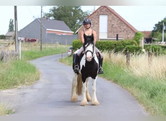 Tinker, Stute, 4 Jahre, 151 cm, Schecke