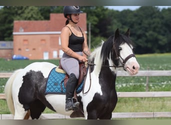 Tinker, Stute, 4 Jahre, 151 cm, Schecke