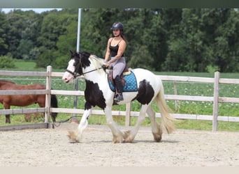 Tinker, Stute, 4 Jahre, 151 cm, Schecke