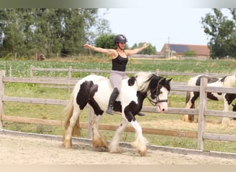 Tinker, Stute, 4 Jahre, 151 cm, Schecke