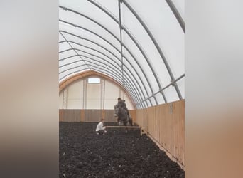 Tinker, Stute, 4 Jahre, 152 cm, Apfelschimmel