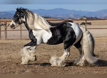 Tinker, Stute, 4 Jahre, 152 cm, Kann Schimmel werden